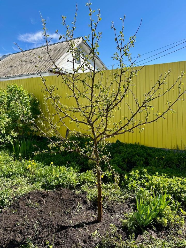 «Хезмәт»леләр изге эштә