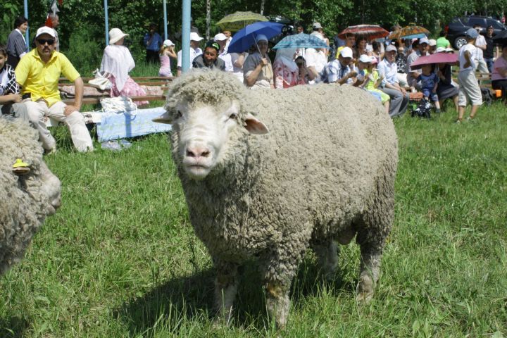 Корбан чалу