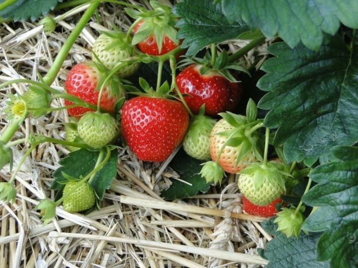 Бакча җиләген тукландыру өчен киңәшләр