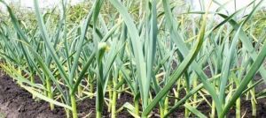 Көяләрне ничек куркытырга? Кыяр өчен ашлама, яки бакчачыларга киңәшләр
