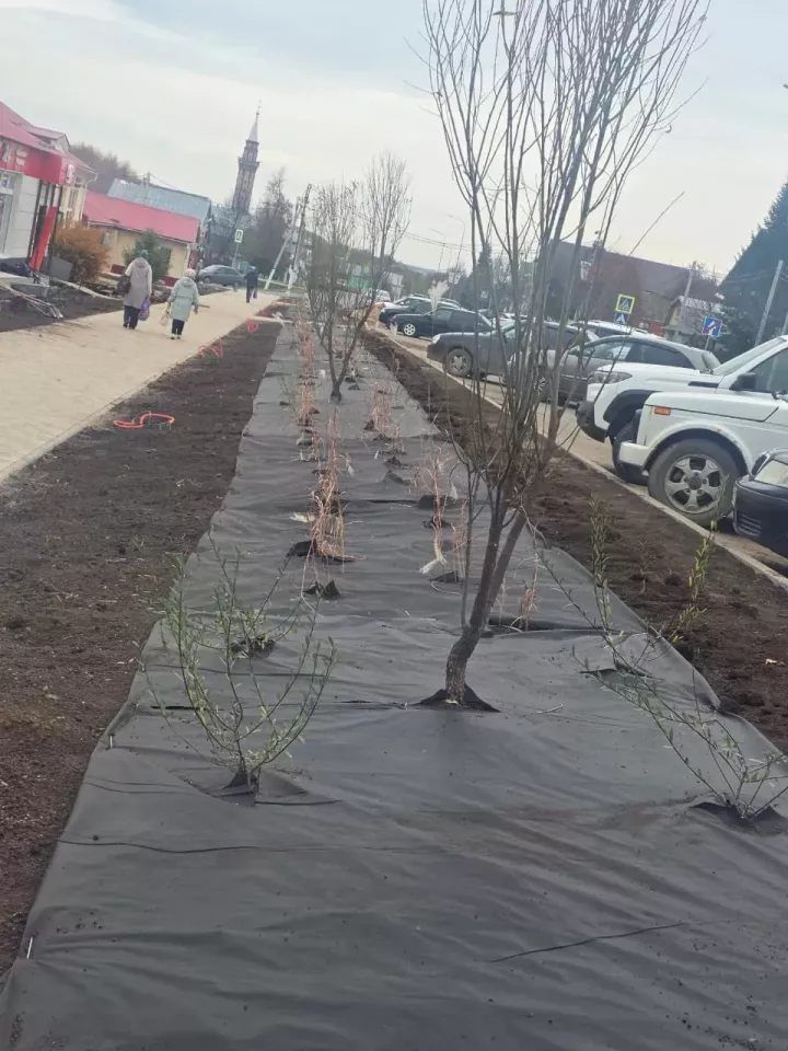 Балтач үзәгенә агачлар, куаклар утыртылды