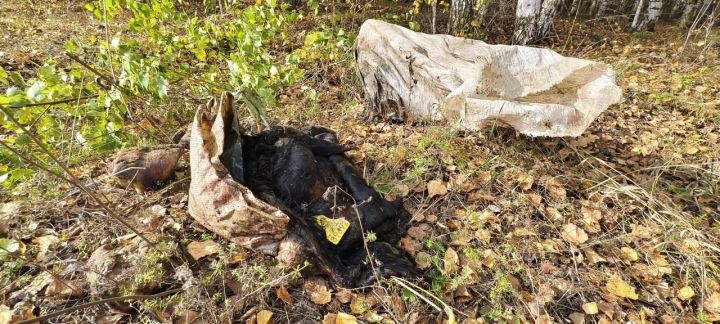 Районда рөхсәтсез чүплекләр артуы борчу тудыра