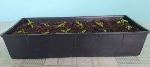 Орлык тизрәк тишелсен өчен киңәшләр