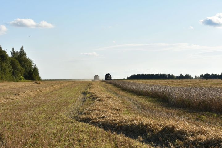 Басу —кырларда эш гөрли